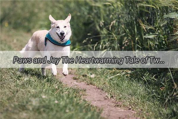 Paws and Joy The Heartwarming Tale of Two Dogs Long Journey Home